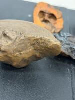 Dromaeosaurid Raptor Claw Fossil Replica, Mineral Specimens & Fossil Shell Lot - 4