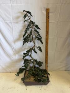 Juniper Bonsai Tree 29 in Tall, Informal Upright Style, 12 in Plastic Pot, Outdoor, Healthy Foliage