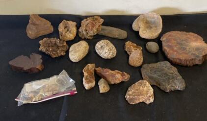 Mixed Rock, Mineral, and Fossil Collection &ndash; 18+ Specimens Including Petrified Wood and Fossilized Shell