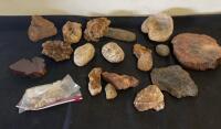Mixed Rock, Mineral, and Fossil Collection &ndash; 18+ Specimens Including Petrified Wood and Fossilized Shell