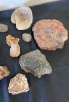 Mixed Rock, Mineral, and Fossil Collection &ndash; 18+ Specimens Including Petrified Wood and Fossilized Shell - 2