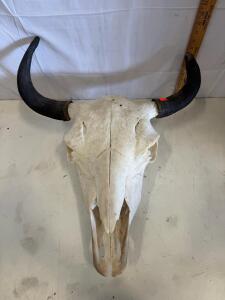 North American Bison Full Skull with Horns, Cleaned, Wall Mount, ~17" Horn Span, #6052