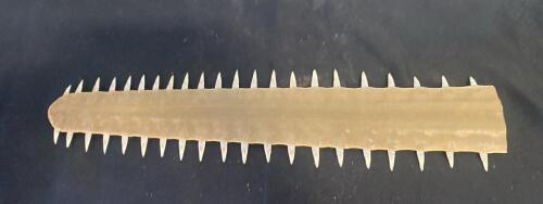Large Sawfish Rostrum with ~42 Teeth, ~20" Length, Cleaned Display Specimen