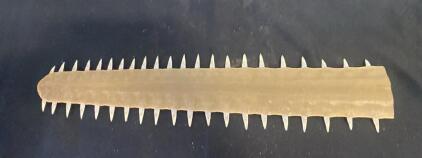 Large Sawfish Rostrum with ~42 Teeth, ~20" Length, Cleaned Display Specimen