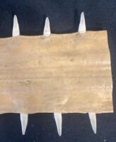 Large Sawfish Rostrum with ~42 Teeth, ~20" Length, Cleaned Display Specimen - 3