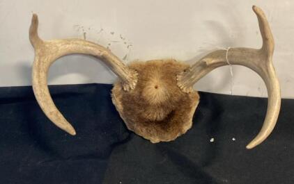 Whitetail Deer Antler Mount, 4-Point, 14" Spread, Skull Cap Fur Display