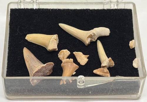 Small Container Of Shark Teeth