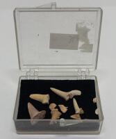 Small Container Of Shark Teeth - 2