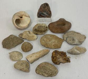 Mixed Fossil and Mineral Collection &ndash; 15 Pieces Including Ammonites, Geodes, and Petrified Wood