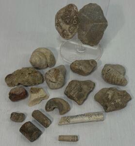 Assorted Paleozoic Fossil Lot: Trilobites, Gastropods, Brachiopods, Crinoids &ndash; 16 Specimens