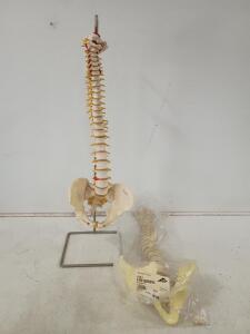 3B Scientific A58/1 Human Vertebral Column Model with Pelvis, Fully Flexible, Includes Stand