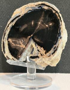Polished Black Petrified Wood Slice - 4.5&rdquo; Diameter