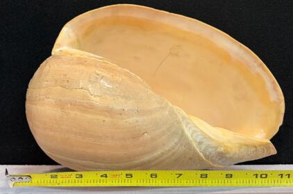 Large Horned Helmet Shell (Cassis Cornuta), 120 In, Natural Luster, Decorative Specimen