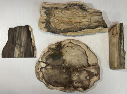 Petrified Wood Collection: 4 Pieces, Mixed Polished/Unpolished, Distinct Growth Patterns