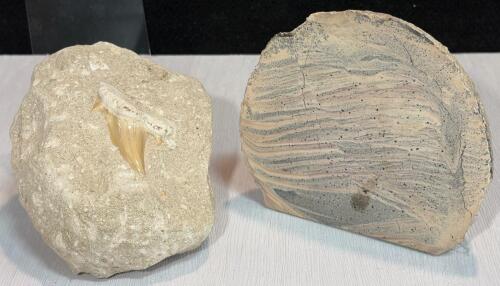 Cretaceous Squalicorax Shark Tooth Fossil In Matrix With Polished Geological Cross Section
