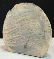 Cretaceous Squalicorax Shark Tooth Fossil In Matrix With Polished Geological Cross Section - 4
