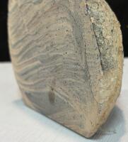 Cretaceous Squalicorax Shark Tooth Fossil In Matrix With Polished Geological Cross Section - 5