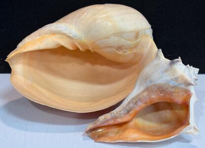 Large Natural Queen Conch Shells, 11" & 9" Decorative Marine Gastropod Pair, Pink-Orange Interior