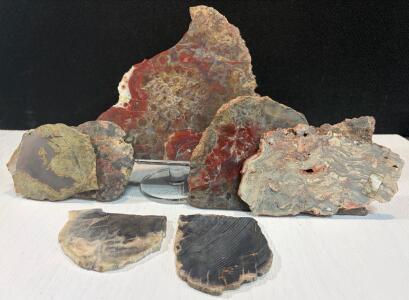 7 Polished Petrified Wood Slabs &ndash; Multicolor, Fossilized Specimens, Up To 8 in, Varied Patterns