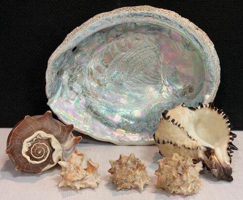 Large Iridescent Abalone, Spiny Murex & Conch Sea Shell Collection &ndash; 6 Decorative Shells