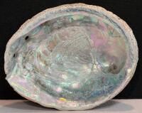 Large Iridescent Abalone, Spiny Murex & Conch Sea Shell Collection &ndash; 6 Decorative Shells - 2