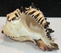 Large Iridescent Abalone, Spiny Murex & Conch Sea Shell Collection &ndash; 6 Decorative Shells - 4