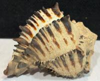 Large Iridescent Abalone, Spiny Murex & Conch Sea Shell Collection &ndash; 6 Decorative Shells - 5