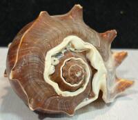Large Iridescent Abalone, Spiny Murex & Conch Sea Shell Collection &ndash; 6 Decorative Shells - 6
