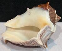 Large Iridescent Abalone, Spiny Murex & Conch Sea Shell Collection &ndash; 6 Decorative Shells - 7