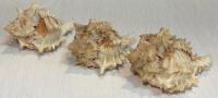 Large Iridescent Abalone, Spiny Murex & Conch Sea Shell Collection &ndash; 6 Decorative Shells - 8