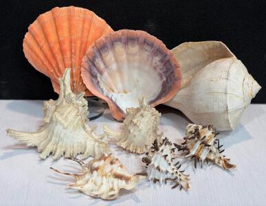 Assorted Sea Shell Collection &ndash; Scallop, Conch, Murex &ndash; 8 Pieces, 3&rdquo; to 8.5&rdquo;