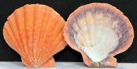 Assorted Sea Shell Collection &ndash; Scallop, Conch, Murex &ndash; 8 Pieces, 3&rdquo; to 8.5&rdquo; - 2