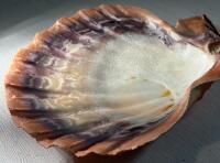 Assorted Sea Shell Collection &ndash; Scallop, Conch, Murex &ndash; 8 Pieces, 3&rdquo; to 8.5&rdquo; - 3