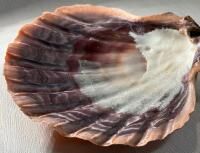 Assorted Sea Shell Collection &ndash; Scallop, Conch, Murex &ndash; 8 Pieces, 3&rdquo; to 8.5&rdquo; - 4