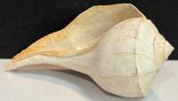 Assorted Sea Shell Collection &ndash; Scallop, Conch, Murex &ndash; 8 Pieces, 3&rdquo; to 8.5&rdquo; - 5
