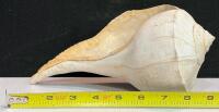Assorted Sea Shell Collection &ndash; Scallop, Conch, Murex &ndash; 8 Pieces, 3&rdquo; to 8.5&rdquo; - 6