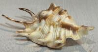 Assorted Sea Shell Collection &ndash; Scallop, Conch, Murex &ndash; 8 Pieces, 3&rdquo; to 8.5&rdquo; - 8