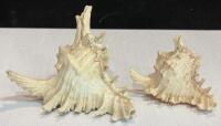 Assorted Sea Shell Collection &ndash; Scallop, Conch, Murex &ndash; 8 Pieces, 3&rdquo; to 8.5&rdquo; - 9