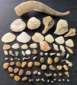 Mixed Collection of Natural Sea Shells, Fossil Stones, Beach Pebbles, Coral, Animal Horn & Bone Fragments