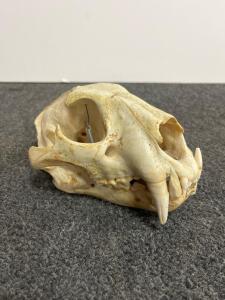 Mountain Lion Skull Specimen, Articulated Jaw, Approx. 8.3" x 5.6" x 4.1"