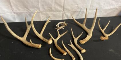 Lot of 9 Shed Deer Antlers, Largest 20" White-tailed, for Crafts, D&eacute;cor, or Chews ( H )