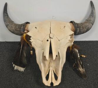 Authentic Bison Skull Wall Decor with Feathers and Beads, 20&ndash;26" Horn Span