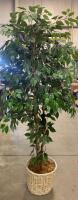 6 ft Artificial Ficus Benjamina Tree with Woven Basket, Double Trunk, Silk Leaves