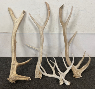 Assorted Sized Antlers