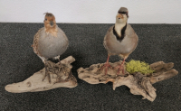 Taxidermied Chuckars