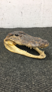 Decorative Alligator Skull