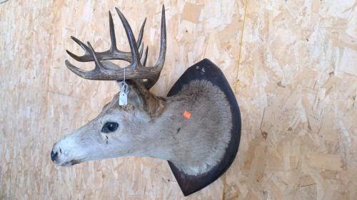 Mounted Deer Head