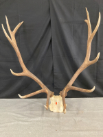 Elk Skull cap and Rack- 25.5” Inside Spread / 12point