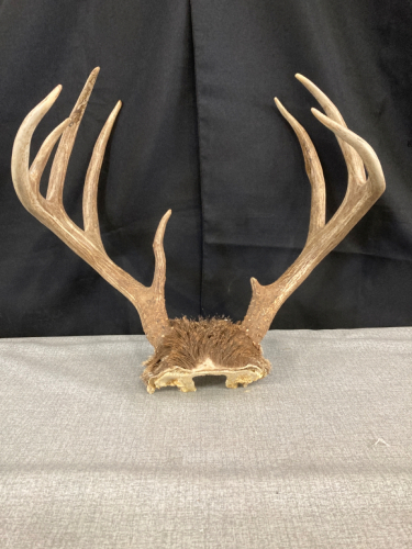 Mule Deer Rack and skull cap- 13” Spread on Inside of Main Beam- 8 point