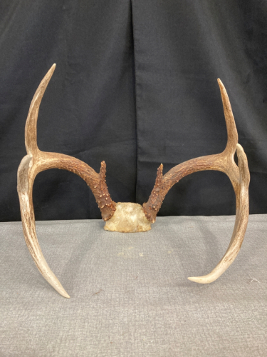 Mule Deer Skull Cap and Rack- 14”/ 6 point